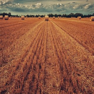 https://pixabay.com/de/photos/feld-ernte-weizen-stroh-3186902/